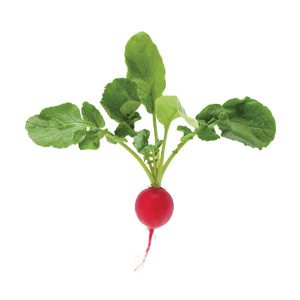radish