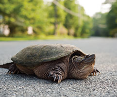 Turtle crossing the road