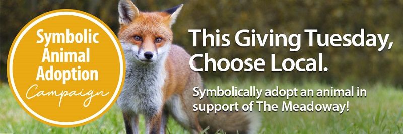 Giving Tuesday banner