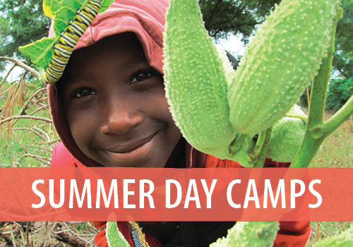 summer day camps