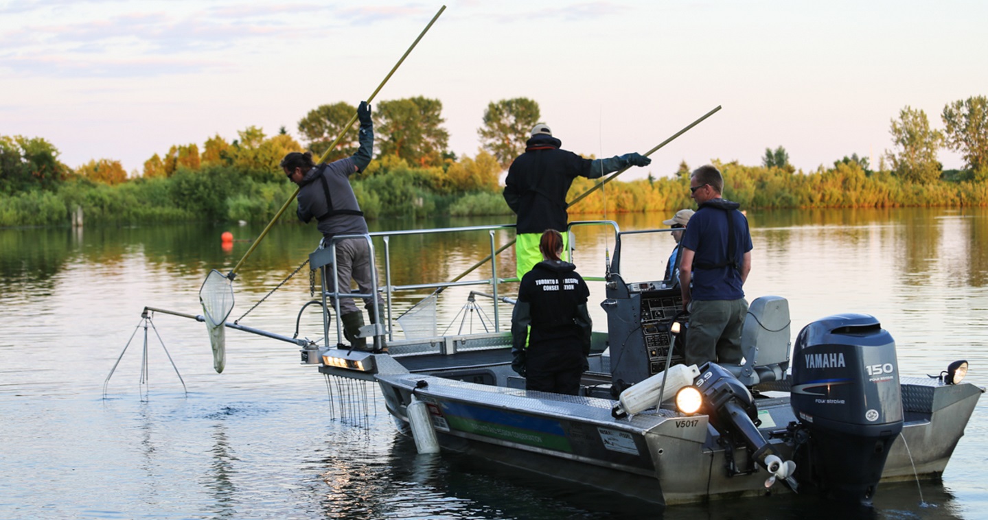 TRCA environmental monitoring team conducts electrofishing survey on Lake Ontario waterfront