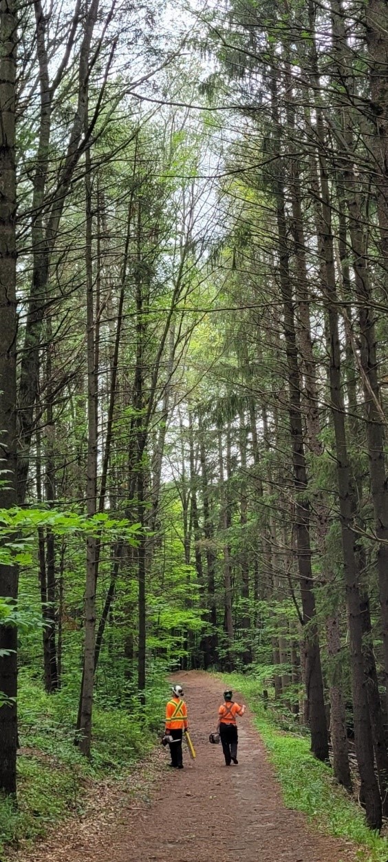 TRCA forestry team members Alex Bryski and Trevor Hill inspecting the forests of Albion Hills Conservation Park