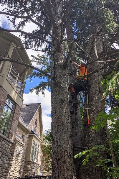 TRCA forestry team member Brandon Hoogkamer undertaking hazard pruning close to private property in York Region