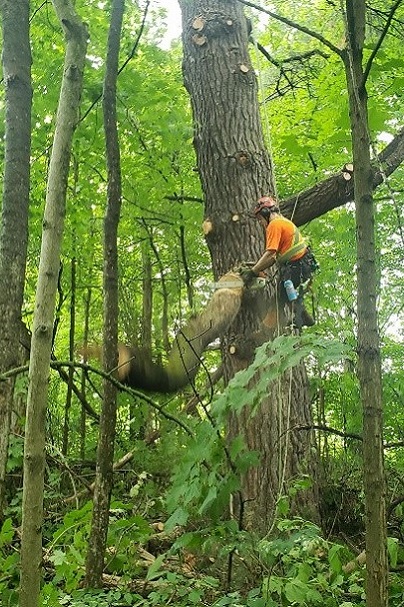 TRCA forestry team member Nick Croker undertaking complex utility hazard removal