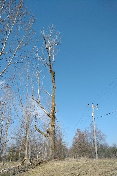 TRCA forestry team Jeff Dickie undertaking selective hazard removal in Kortright Centre for Conservation