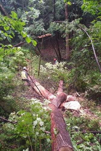 TRCA forestry team members Nick Croker and Gabe Tamburro bucking a dead hemlock in Durham