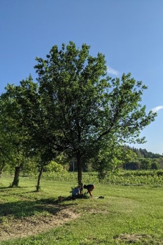 TRCA team members Carolyn Burke and Krysta Sutton treating high value Ash trees at TRSC Nursery