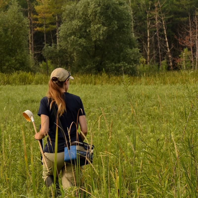 TRCA team member conducts West Nile Virus monitoring in wetland area