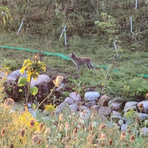 TRCA team members restore fish and wildlife habitat in Brampton