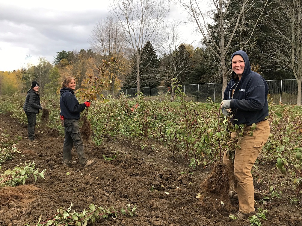 TRCA nursery team members lift bare roots