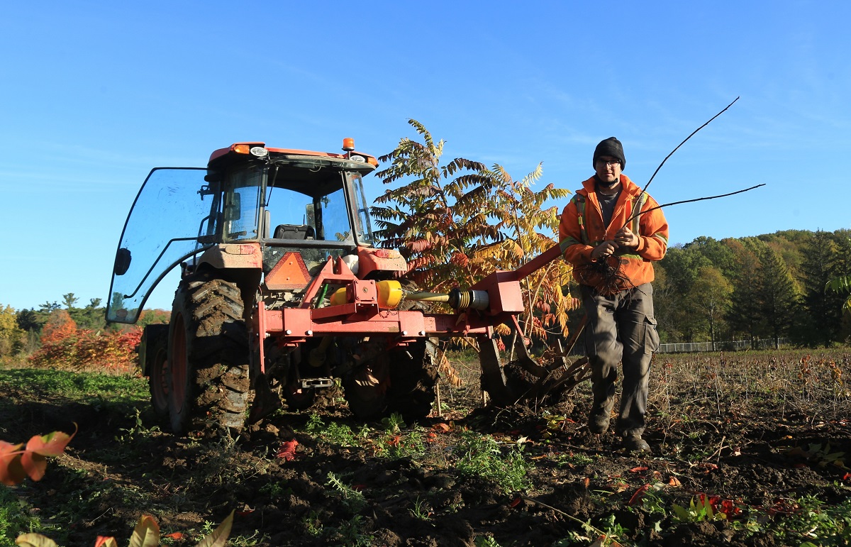 TRCA nursery team member Robert Makinen lifts staghorn sumac