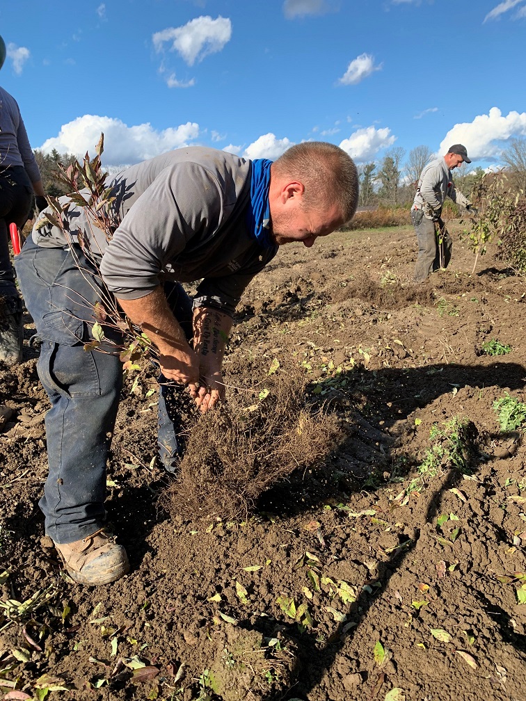 TRCA Nursery team member Mackenzie Gervais lifting a bare root