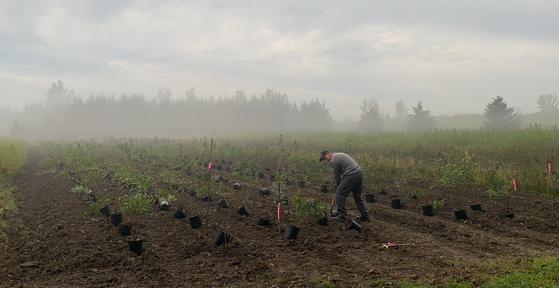 TRCA nursery team member works in the early morning mist to replant a bioengineering field