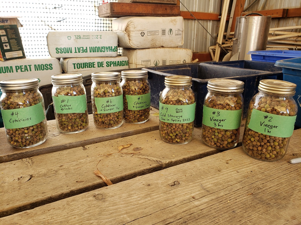 basswood seeds are sorted for a propagation trial