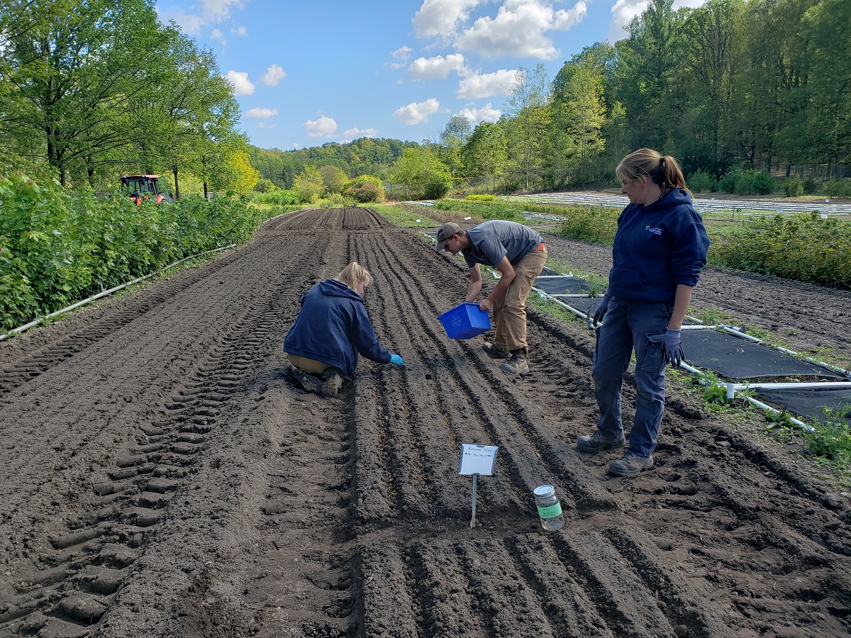 TRCA nursery team members sow basswood seeds