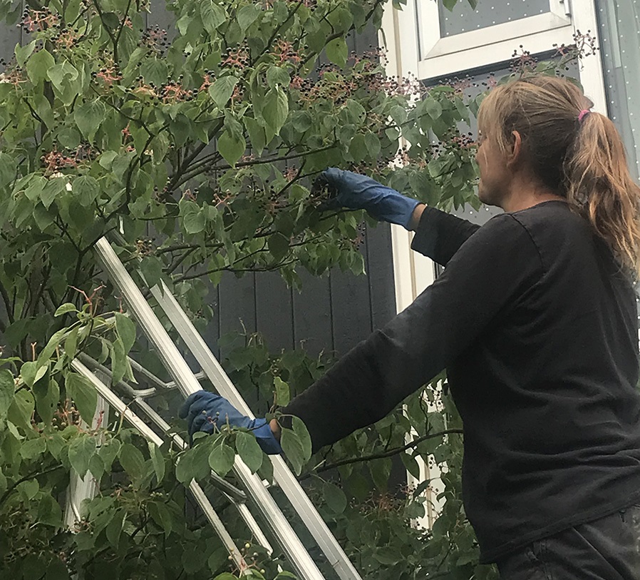 TRCA nursery team member collects dogwood seed
