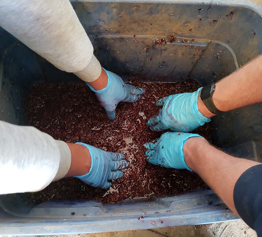 TRCA nursery team members process serviceberry seed