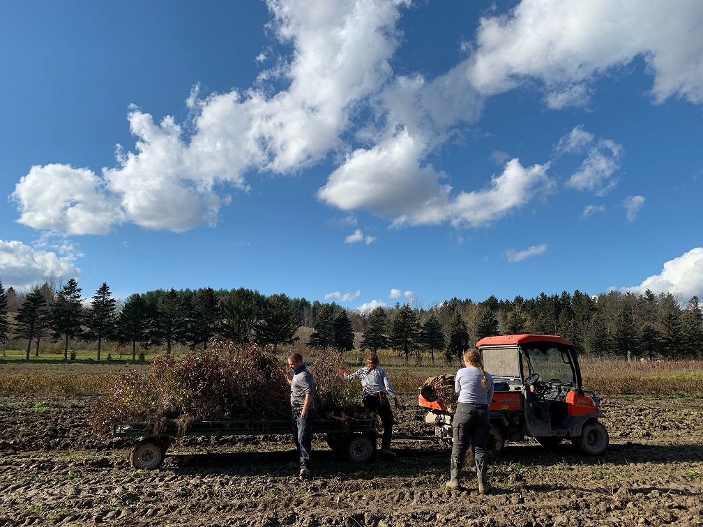 TRCA nursery team members lift grey dogwood