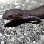 Jefferson Salamander