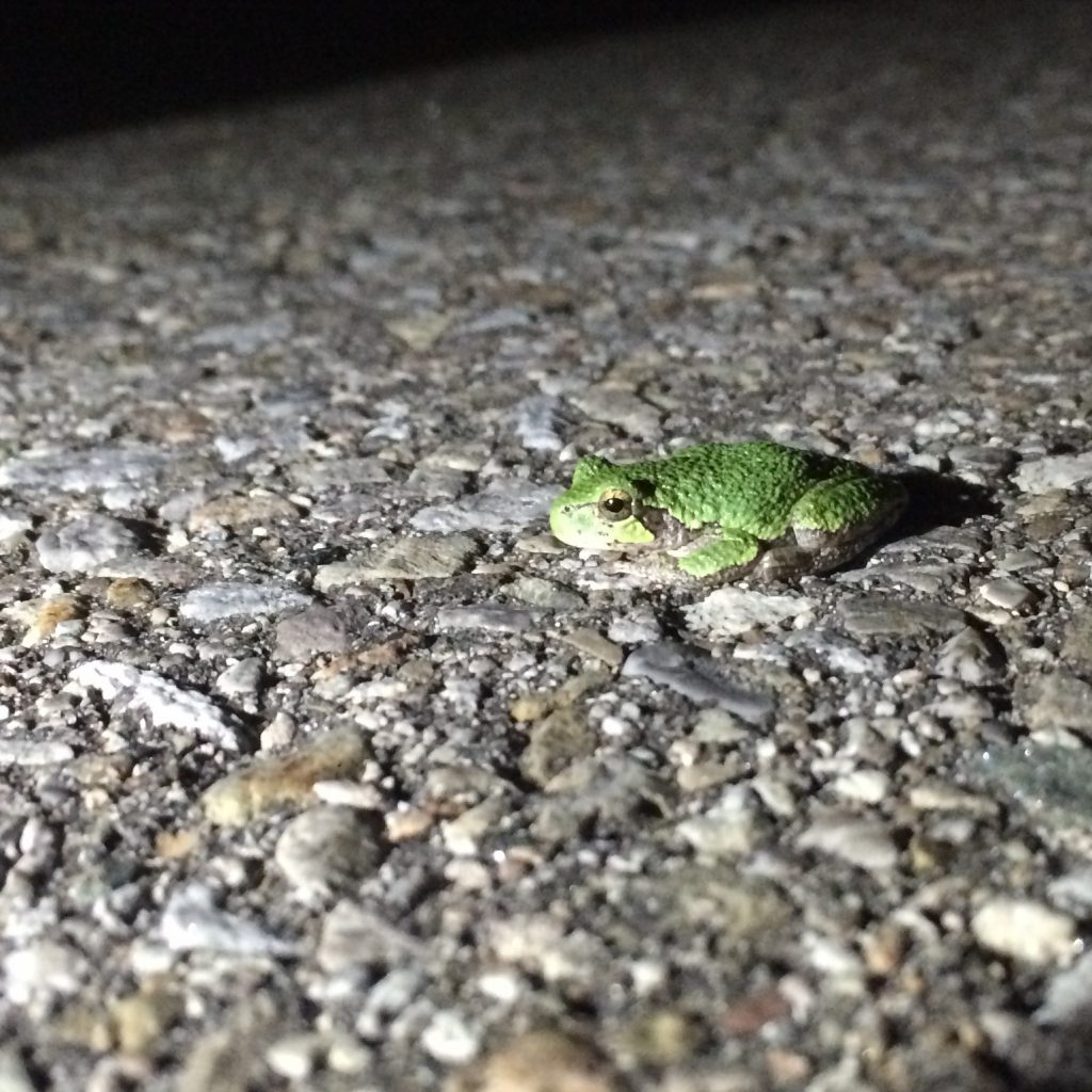 Study reveals frog species most at risk from motor vehicles in southern Ontario