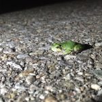 Gray Treefrog sitting on a road at night and illuminated by headlights.