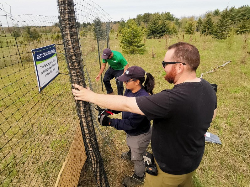 TRCA field staff install fencing to protect plants from deer