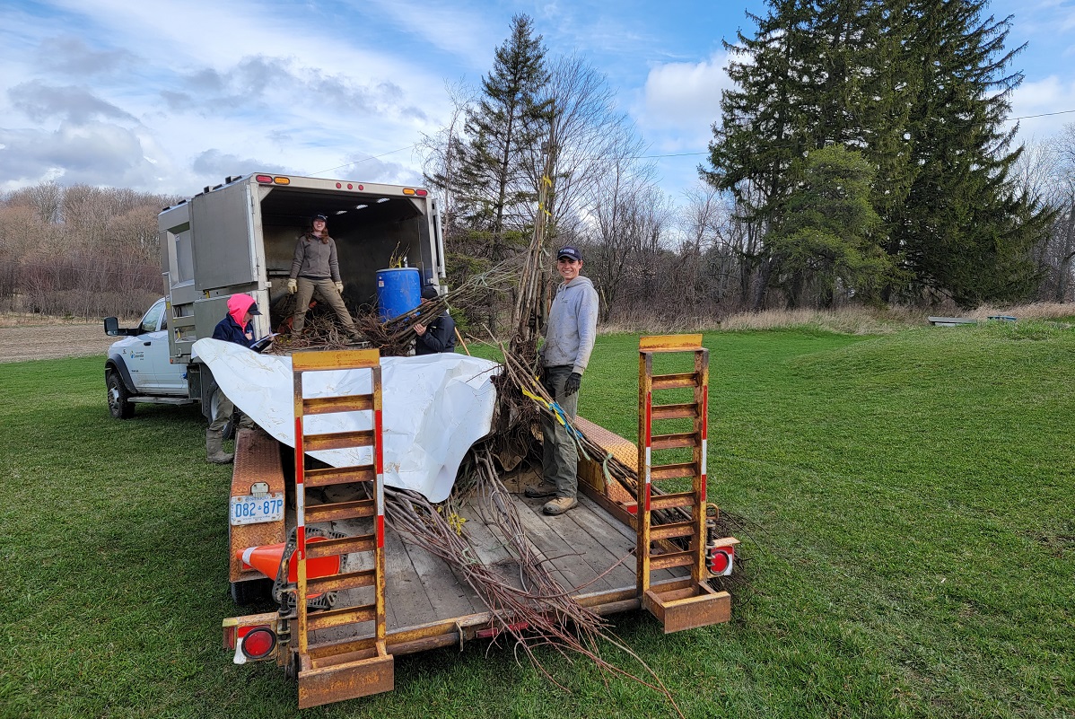 TRCA field staff unload trees from the back of a truck at a planting site