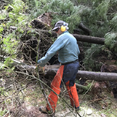 An Oak Ridges Trail Association volunteer clears a downed tree in Secord Forest and Wildlife Area in Uxbridge following the May 21 windstorm