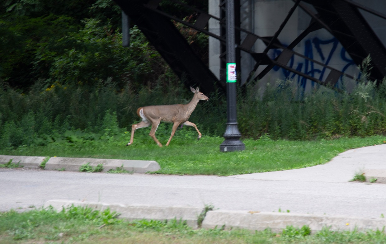 deer wanders near the trail at TRCA Celebrate the Humber event